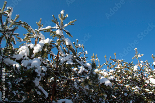 pine trees under the snow and blue sky