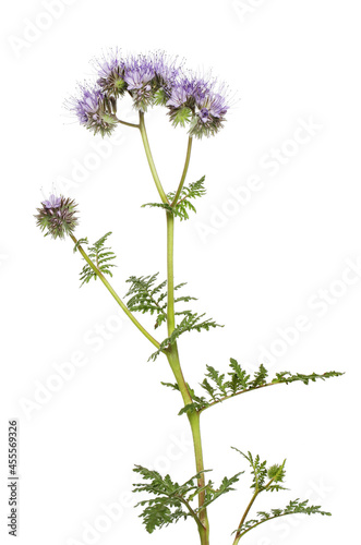 Phacelia flowers and foliage