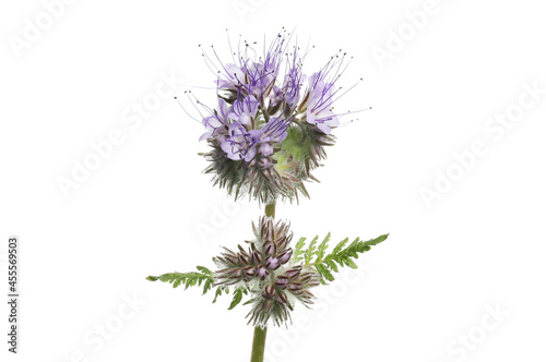 Phacelia flowers and foliage