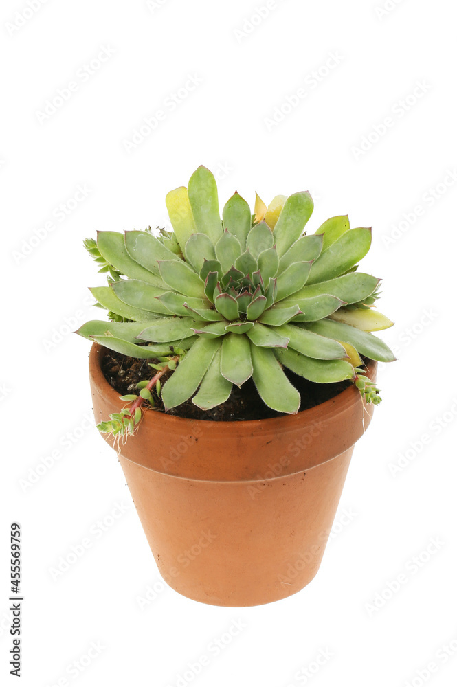 Sempervivum in a pot Sempervivum in a pot