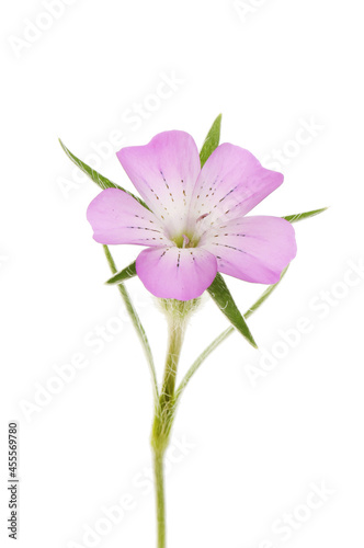 Single corncockle flower