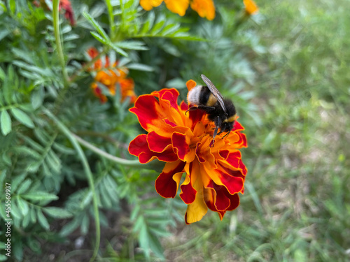 bumblebee on orange flower