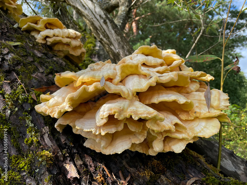 A huge yellow wavy mushroom on an old tree