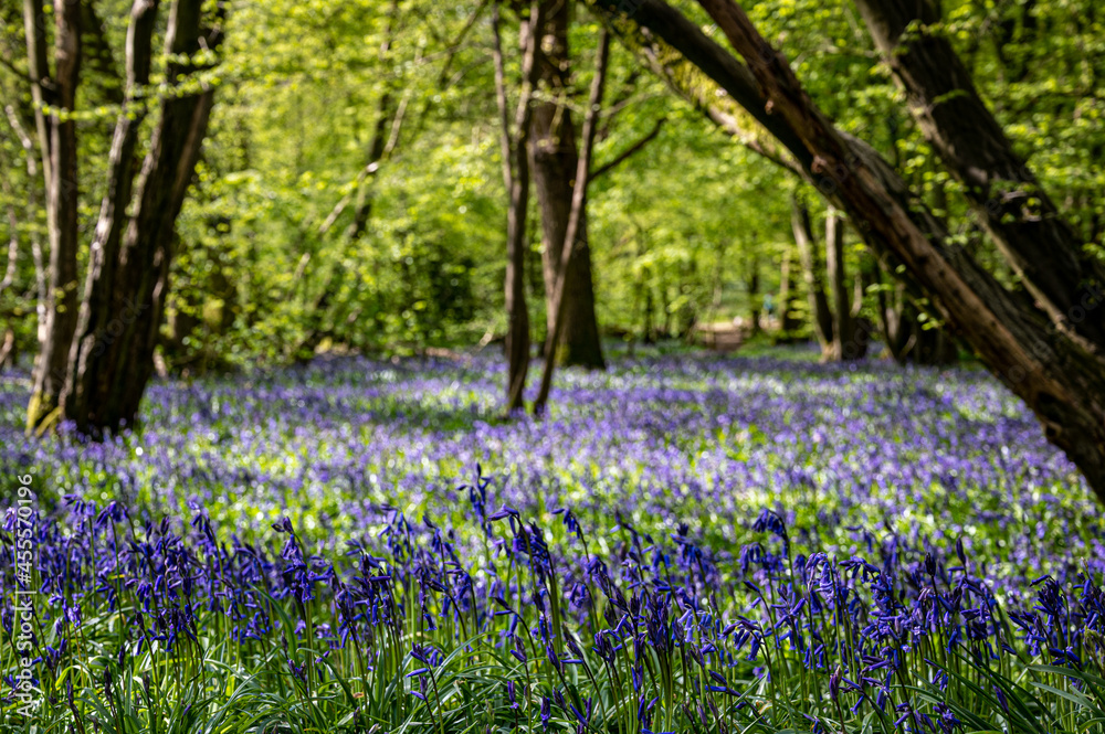 Obraz premium Bluebell woods in early spring