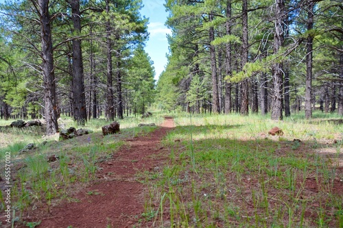 old road through the forest