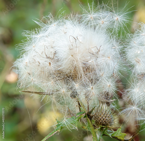 close up of beautiful fluffy seed flower heads of the Creeping Thistle  Cirsium arvense  growing wild on Salisbury Plain  UK