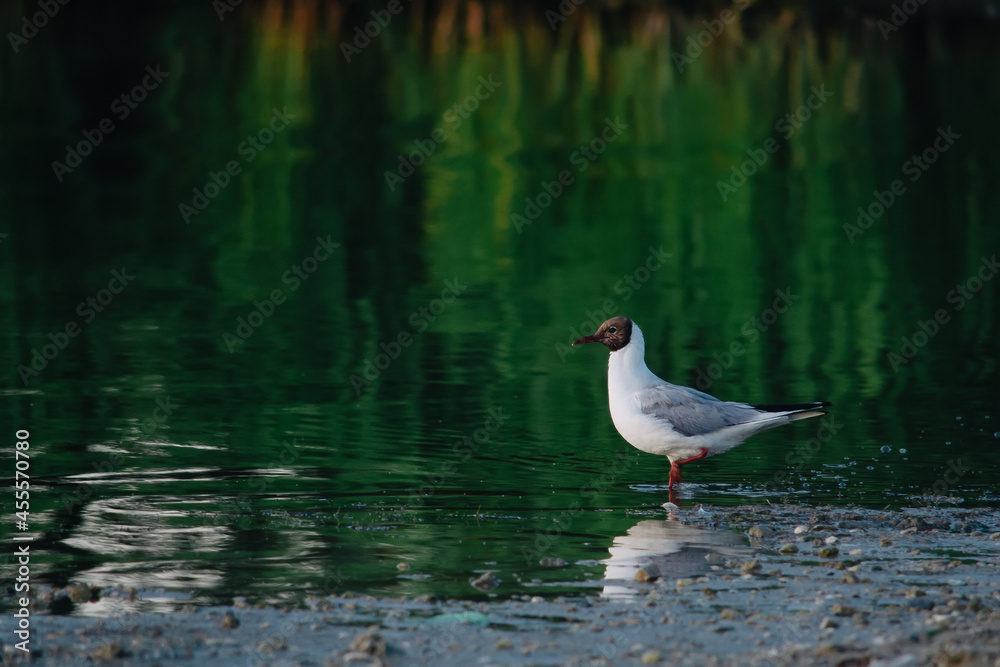 Lonely seagull stands in the water on the seafront Lonely seagull stands in the water on the seafront