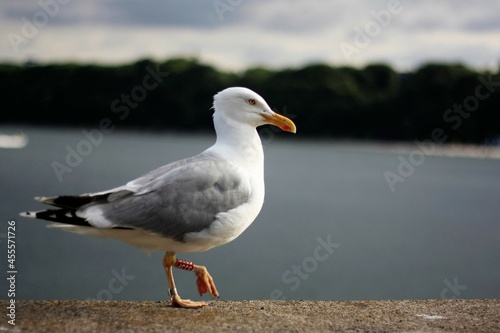 seagull on the beach