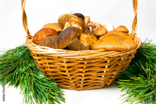 Porcino  honey mushrooms  imleria badia mushrooms in basket on a white background.