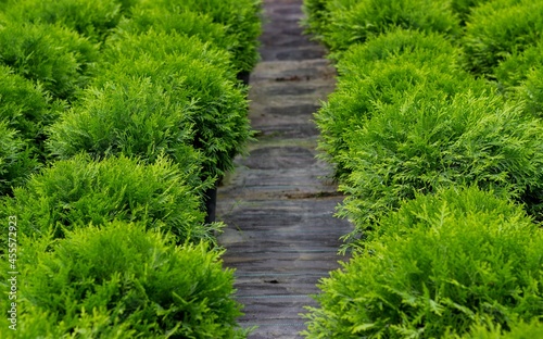 Separating path between rows of western thuja seedlings