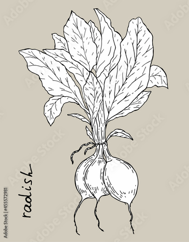 vegetable botanical drawing radish with lettering illustration