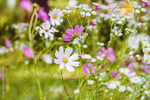 Pink and White Blooming Cosmos Flowers Background 