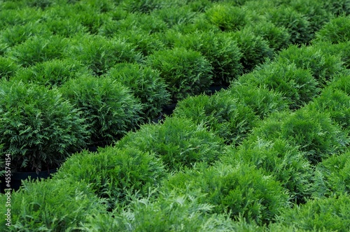 
Seedlings of western thuja Danika are for sale in the nursery