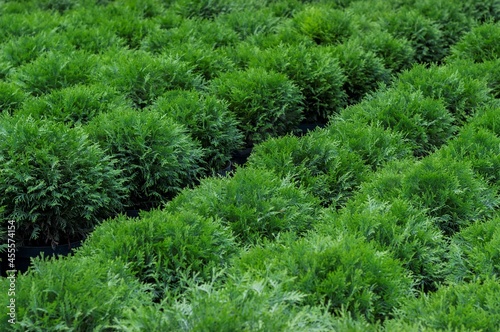  Seedlings of western thuja Danika are for sale in the nursery