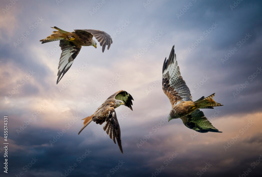 Fototapeta premium Three Red Kites in flight
