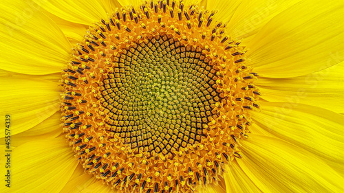 abstract floral background of blooming sunflower close up