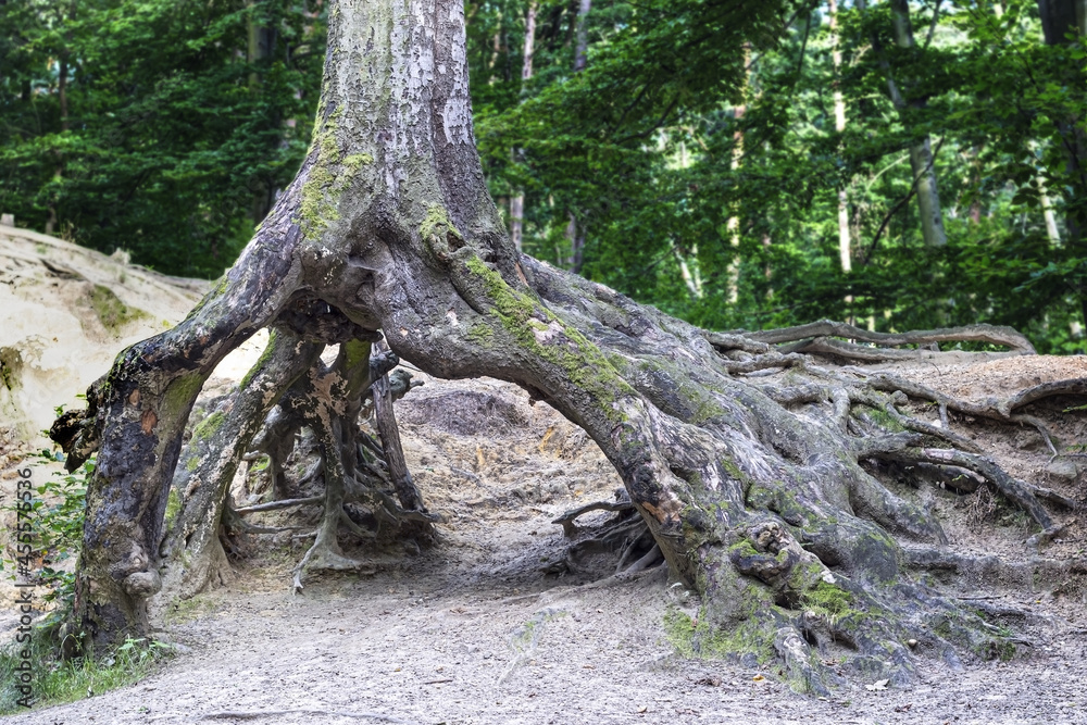 Tree with interesting root, photographed in the park Tree with interesting root, photographed in the park