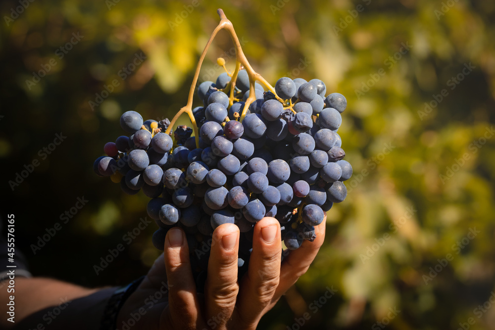 Obraz premium mano che tiene grappolo uva rosso vendemmia