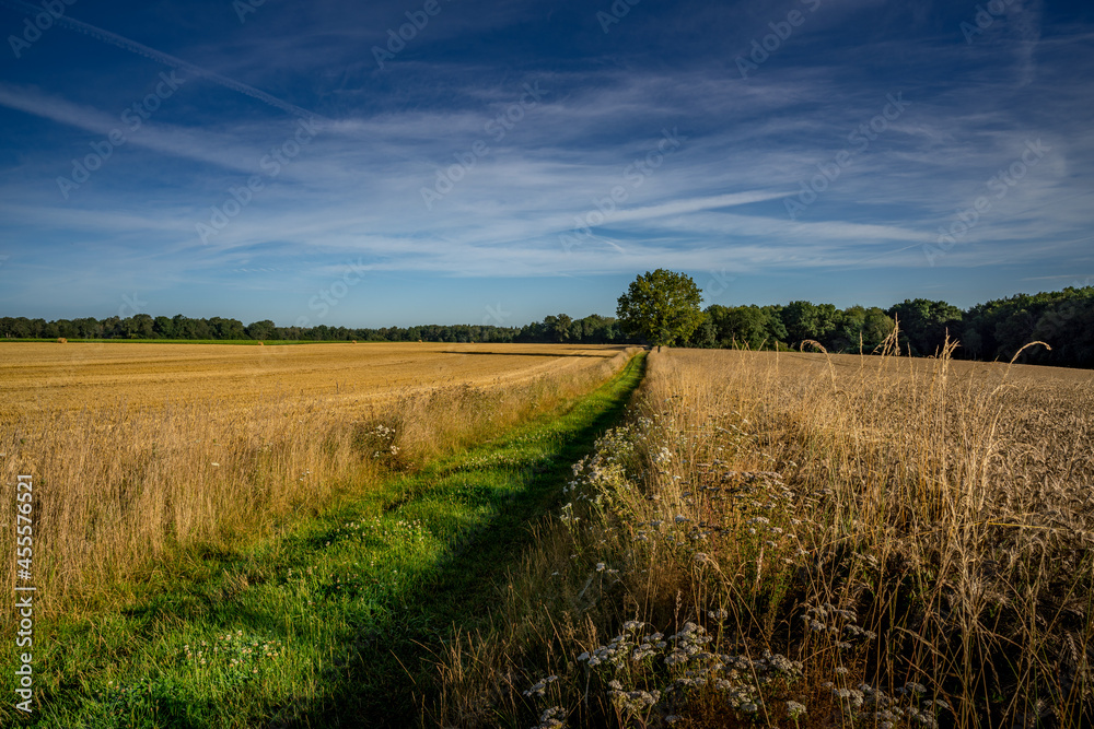 Obraz premium Paysage campagne 1038