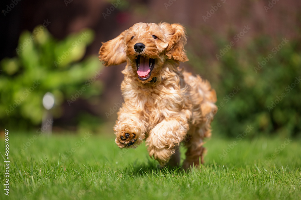 A very excited Cockapoo runs toward the camera A very excited Cockapoo runs toward the camera