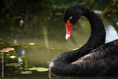 Dark swan on water