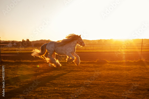 Gypsy horse galloping through the field sunset evening