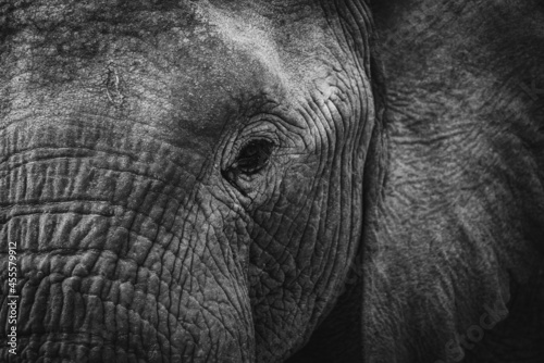 Grayscale photo of elephant in close up photo