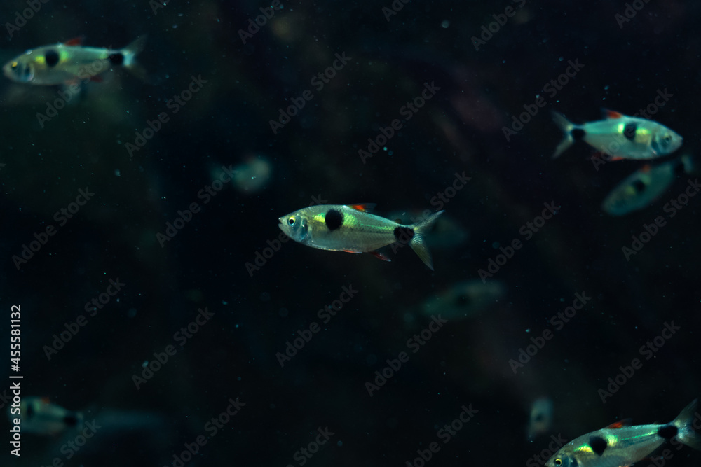 Fototapeta premium fish