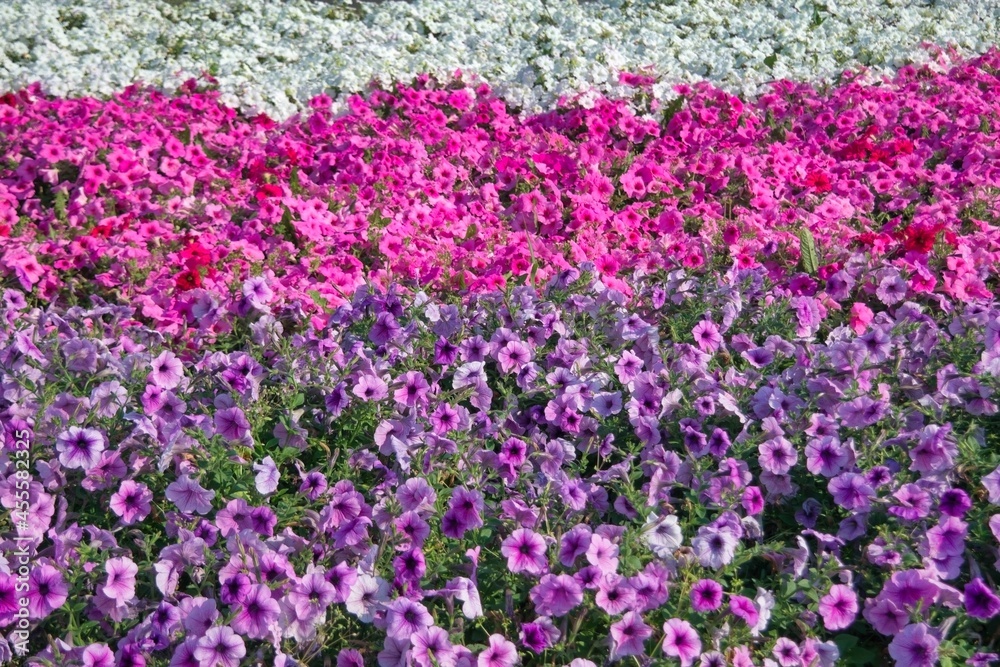 Petunia plant with lilac flowers. Closeup Petunia flowers. Red Petunia flowers in the garden.