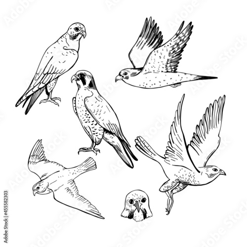 Peregrine falcon. Sketch  illustration.