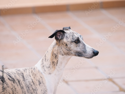 Head profile portrait of whippet brindle purebred dog © marcelinopozo