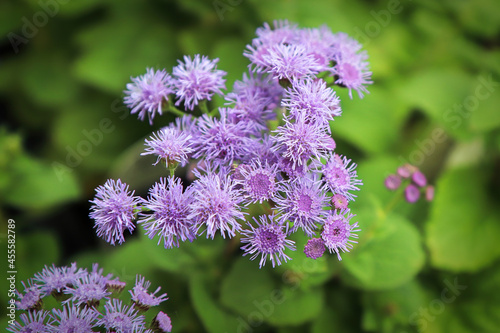 Closeup of the pink flowers on a ageratum plant