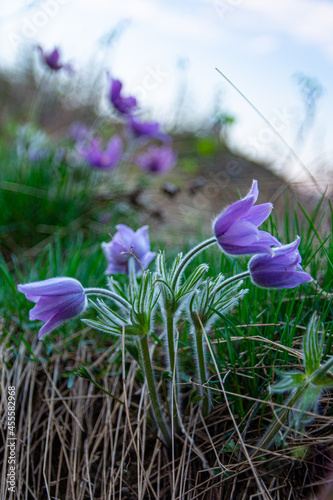 Blue spring flowers 4