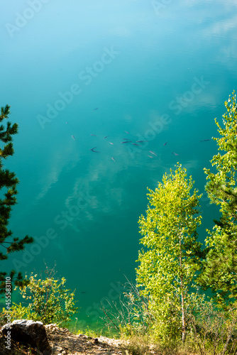 Carp fish in the clear clear water of a blue lake with a reflecting sky.