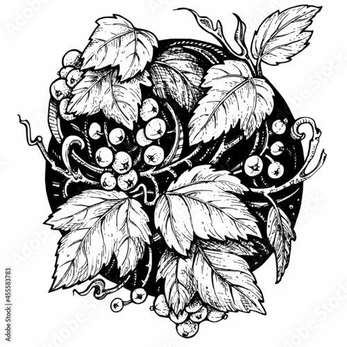 Hand drawn currant berries against the background of a black circle, engraving style
