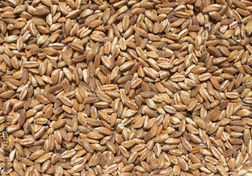 emmer wheat cereals food emmer wheat cereals food