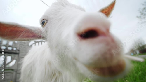 Close wide shoot of a white goat face chewing a stick on a green village grass. Funny young domestic animal on a farm in rural scene