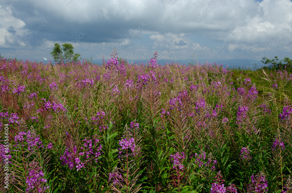 Fototapeta premium field of lavender