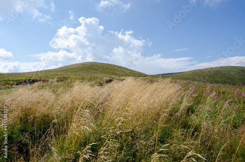 grass and sky