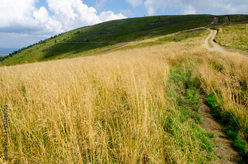 Obraz premium wheat field and blue sky