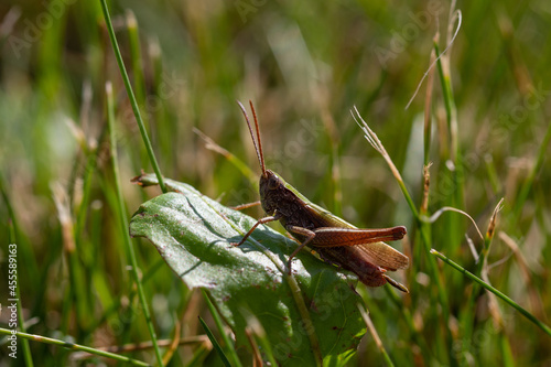 Locust Chorthippus dorsatus