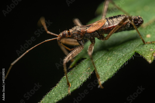 Macro shot of a Nabidae on a green leaf isolated on a black background photo