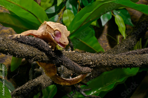 Neukaledonischer Kronengecko // Crested gecko (Correlophus ciliatus) photo
