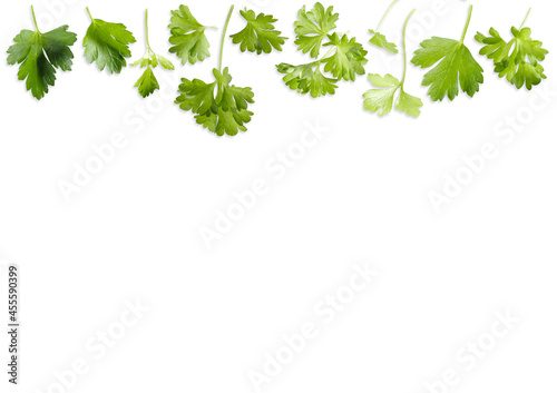 Parsley herb isolated on white background. green coriander leaves on a white background. Parsley isolated on white background