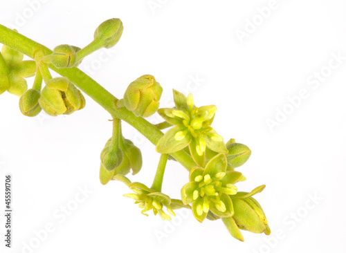 Flowers of the Avocado Tree photo