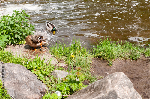 ducks in the pond