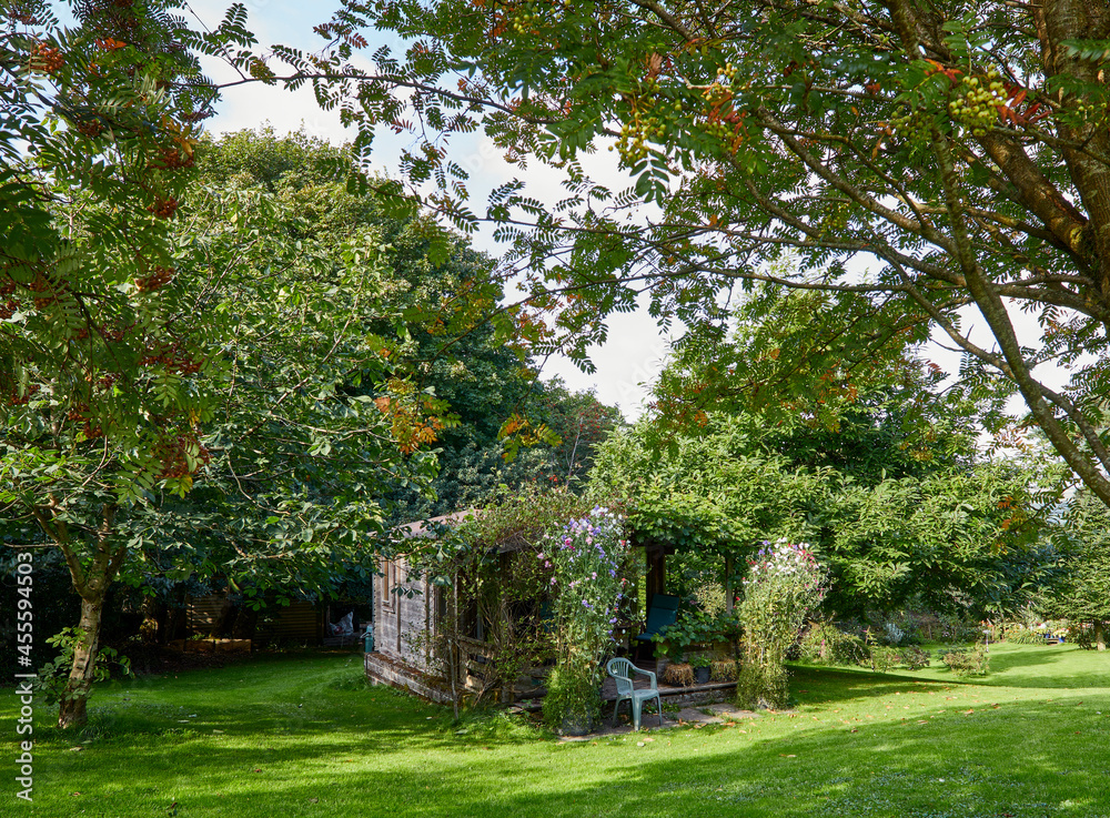 Obraz premium Early September and sunshine highlights sweet peas and a vine on a garden summer house