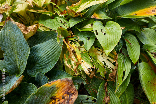 Autumnal Hosta plants showing yellowing and snail damage