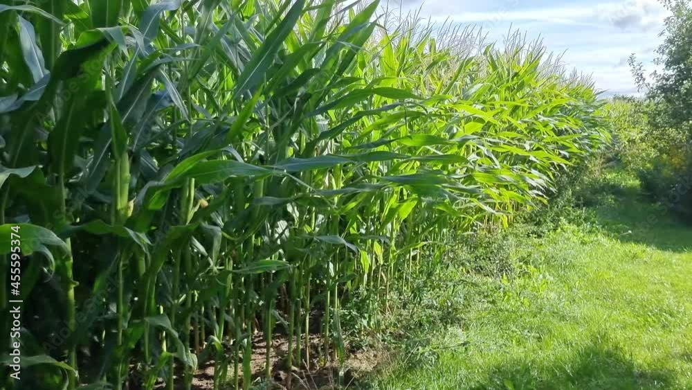 Growing cornfield in Denmark Bornholm island Growing cornfield in Denmark Bornholm island