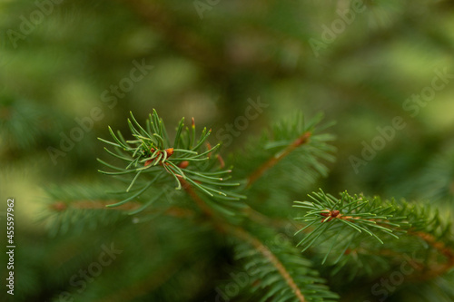 a macro of a young pine tree branch